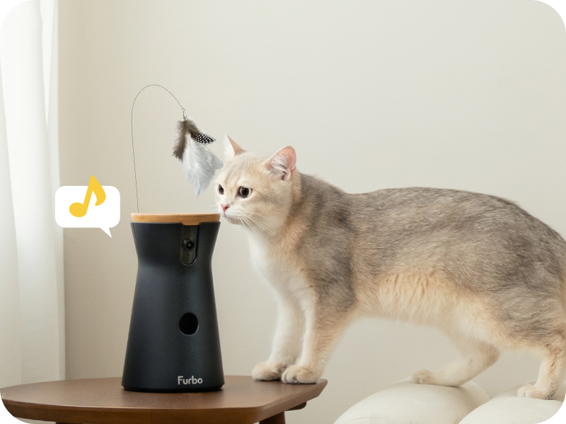 Switch to your cat's favorite toy
