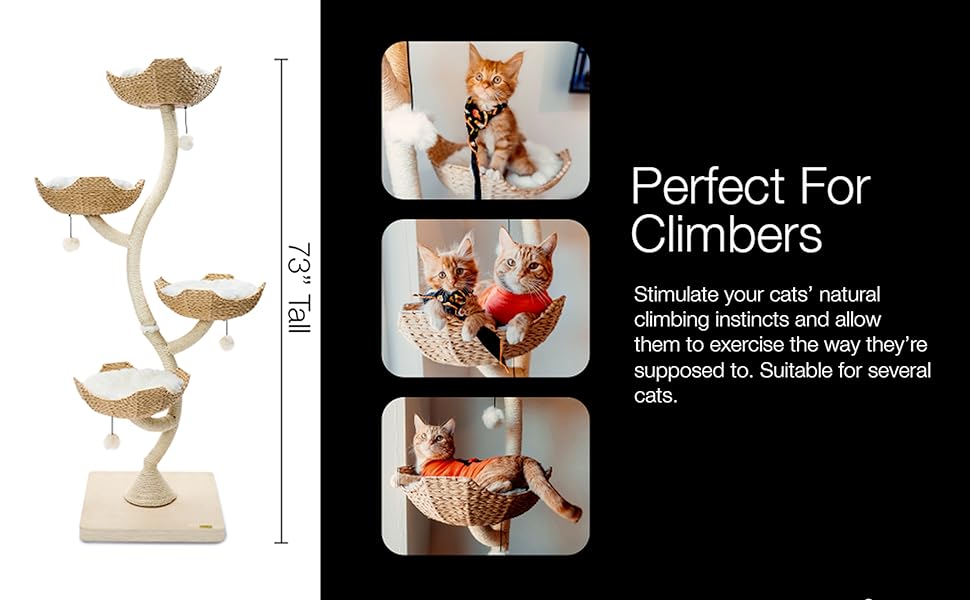 Cat climbing tree for large cats scratching